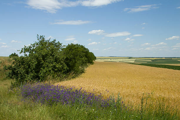 A field of grass and trees. Grass. Sky. Outdoor. Field. Nature
