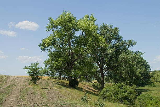 istock A group of trees in a field 2222107344