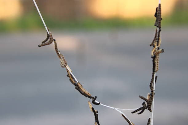 Caterpillars Dangling from Silk Threads Outdoors Against a Blurred Background