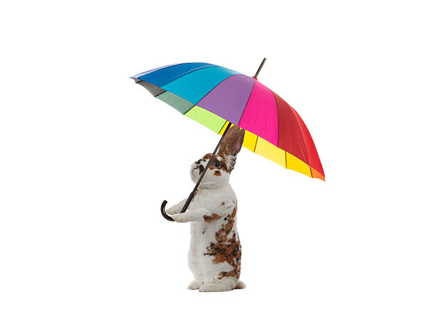 Bunny with colorful umbrella isolated on white background