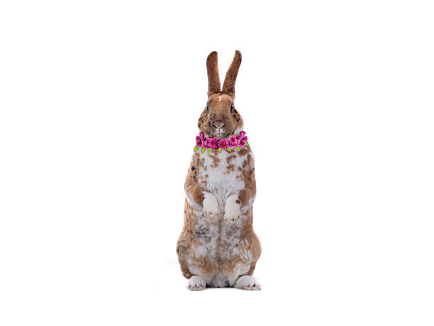 3d rendering of Easter bunny holding advertising board