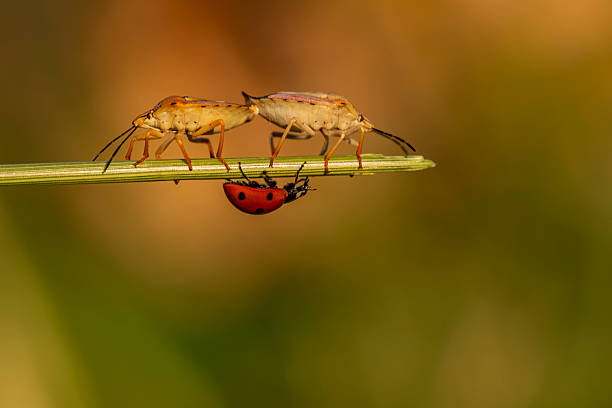 Two bugs are on a leaf, one is a ladybug and the other is a bug. The ladybug is on top of the other bug, which is smaller and has a different color. The scene is peaceful and calm