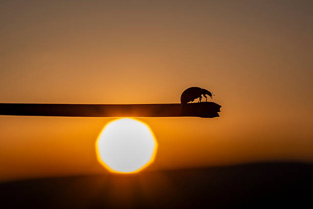 A bug is sitting on a stick in front of a sun. The sun is setting and the bug is in the foreground