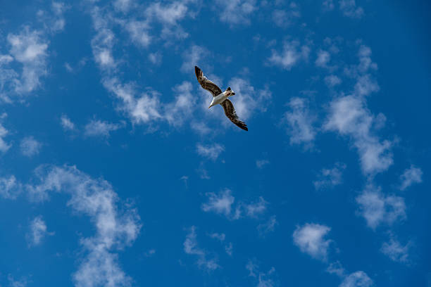 A seagull with spread wings is flying high in the sky, captured from below against a bright blue sky with thin scattered white clouds.