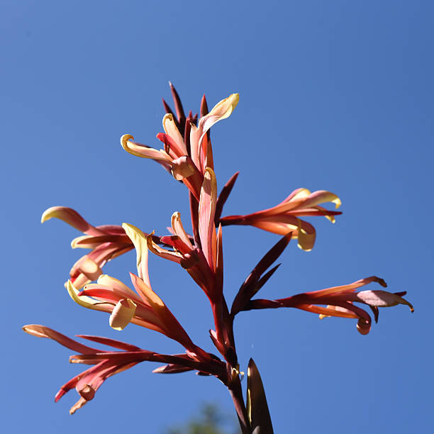 istock Decorative flower in Christchurch Botanic Gardens 2222112220
