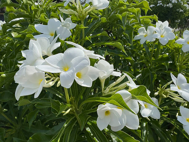 A lush cluster of white Plumeria flowers, also known as frangipani, stands out brightly against a backdrop of glossy green leaves in full daylight. The delicate petals, with soft yellow centers, radiate purity and tropical charm.
