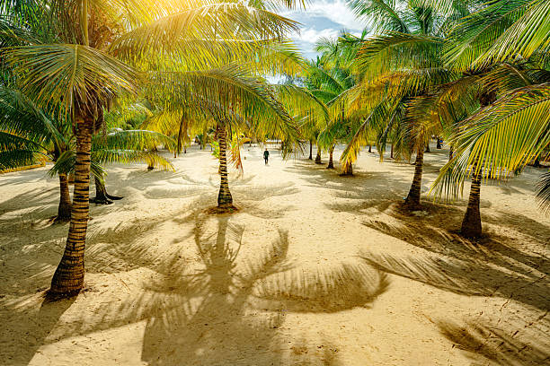 Lush green palm trees casting long shadows over golden sand under the warm Zanzibar sun.