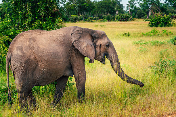 An African elephant is seen grazing while surrounded by a lush, green landscape. This image represents wildlife, nature, and the serene beauty found during a safari experience in Africa.