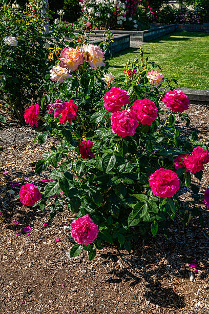 istock Seatac Rose Garden 2222115128