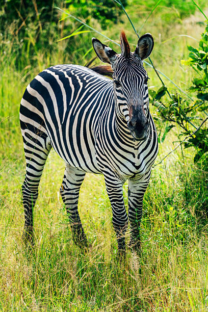 A zebra standing on a vibrant green grassland, showcasing its distinct striped pattern in natural daylight. A lively scene of African wildlife representing freedom and serenity in the wilderness.