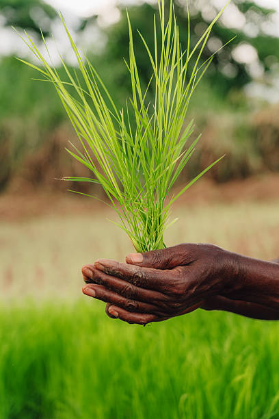 Closeup of a Farmer Holding Fresh Rice Seedlings in a Rural Field