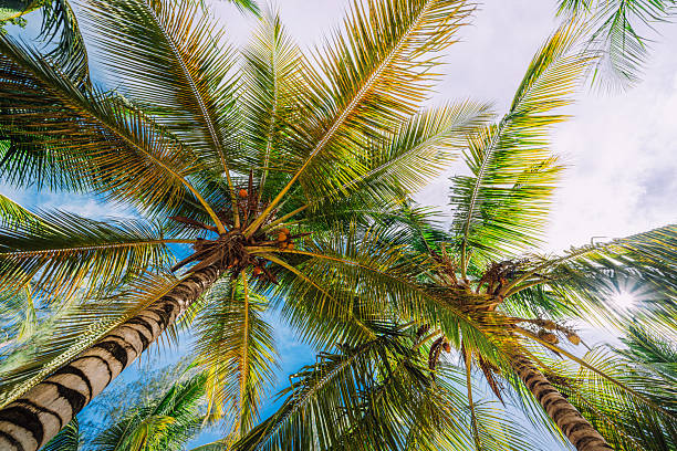 istock Tropical Palm Trees Viewed From Below Against Clear Sky 2222115855