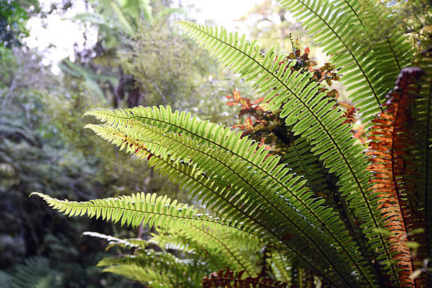 The ferns are a group of vascular plants that reproduce via spores and have neither seeds nor flowers. They differ from mosses by being vascular, i.e., having specialized tissues that conduct water and nutrients. Ferns have complex and often decorative leaves. The group includes about 10,560 known extant species.