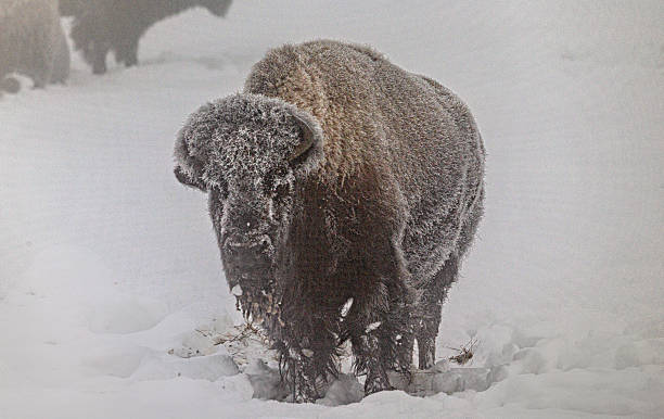 istock Yellowstone National Park 2222117604