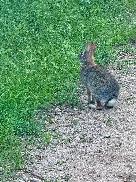 istock Hare at rest in the meadow 2222117646