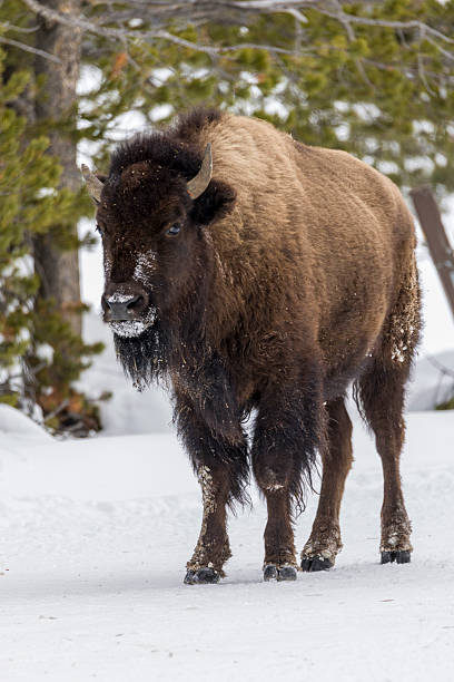istock Yellowstone National Park 2222118292