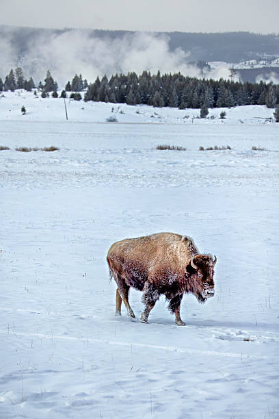 istock Yellowstone National Park 2222118594