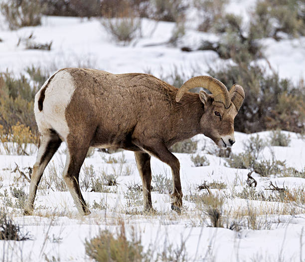 istock Grand Teton National Park 2222118749