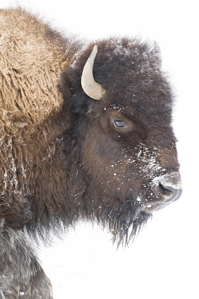istock Yellowstone National Park 2222118894