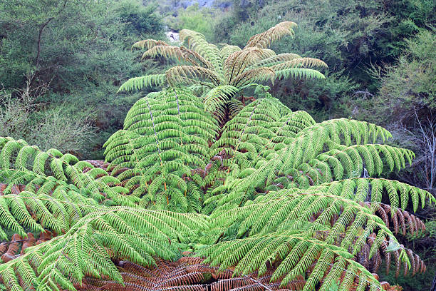 istock Bird's eye view of fern tree 2222119341