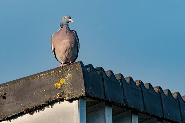 istock Wood pigeon perching on a roof under blue sky 2222119426