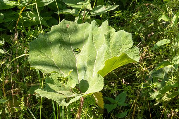 Arctium lappa, commonly called greater burdock