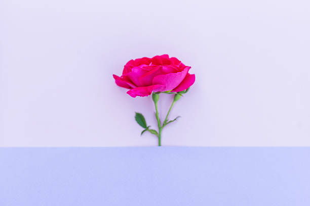 Vibrant pink rose with green stem and buds peeking over a soft blue paper edge against a pale purple background in minimal style.
