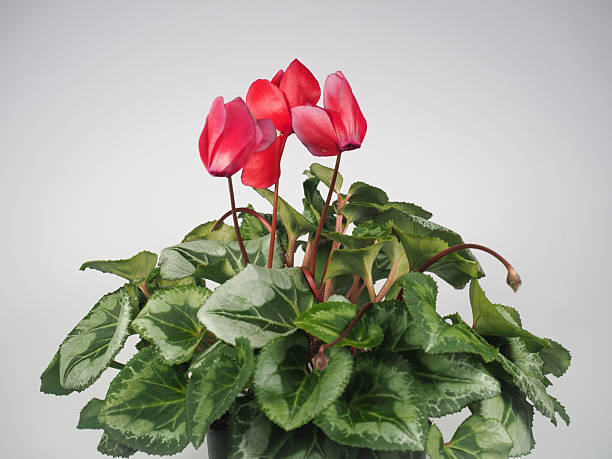 istock cyclamen houseplant scient. name Cyclamen persicum 2222120406