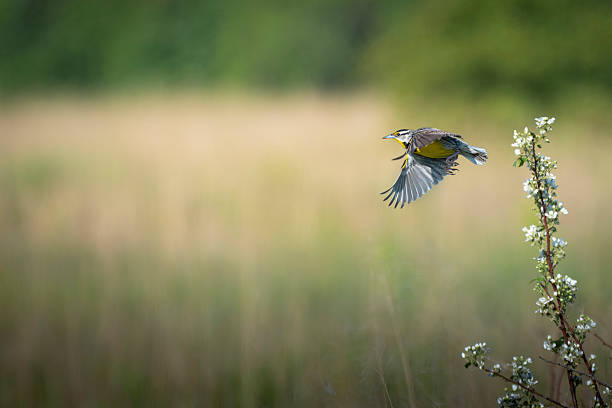 Eastern Meadowlark Takes Flight