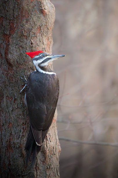 istock Pileated Woodpecker Portrait 2222120686