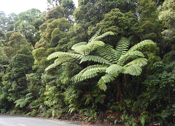 The Waipoua Forest is a forest, on the west coast of the Northland Region of New Zealand's North Island. It preserves some of the best examples of kauri forest remaining in New Zealand. It is notable for having two of the largest living kauri trees, Tāne Mahuta and Te Matua Ngahere. In the 1940s, W.R. McGregor, and others, successfully campaigned to end logging of the forest and to have it declared a sanctuary, a status it achieved in 1952.\n\nThe forest was declared a sanctuary in 1952.