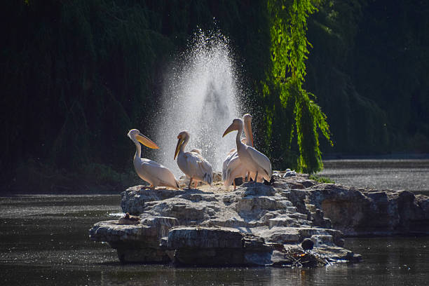 Great white pelicans bask on a rock next to a fountain in St James's Park in London, UK