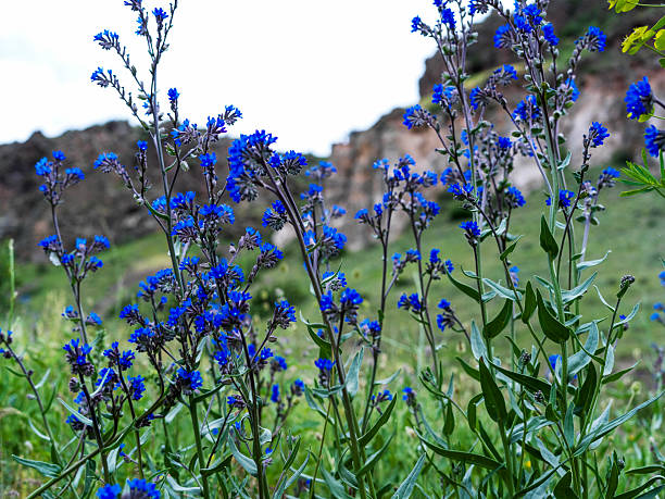 A close-up view of vivid blue wildflowers growing in a natural mountain meadow in Eastern Anatolia, Turkey. The flowers stand tall against a backdrop of rocky hills and green grass, capturing the essence of untouched wilderness and seasonal bloom in spring. This vibrant scene reflects the rich biodiversity of Anatolia’s highlands