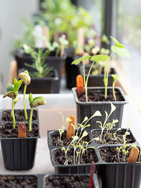 istock Young seedlings growing in seed trays on windowsill 2222124870