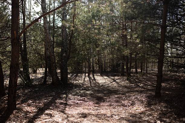 A sunlit forest path with trees casting long shadows on the ground. The scene is serene and natural, with dappled sunlight filtering through the branches, creating a peaceful, inviting atmosphere.