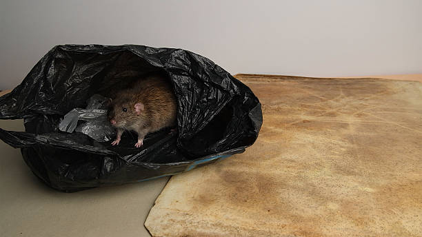 istock Gray, brown rat in a black garbage bag. 2222126707