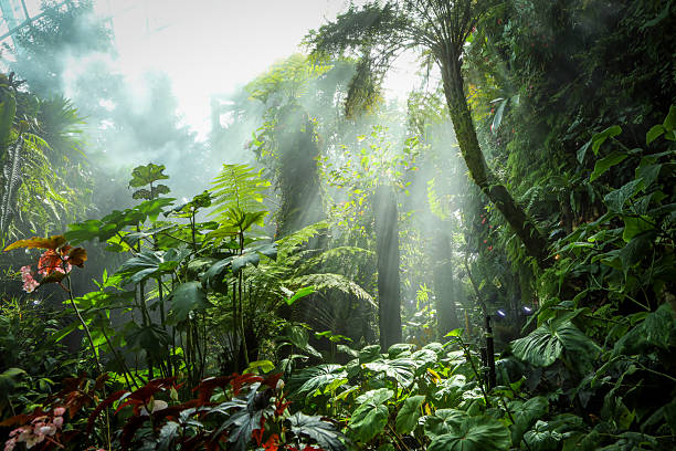 A misty, foggy rainforest landscape in Singapore. Beautiful natural green framed background.