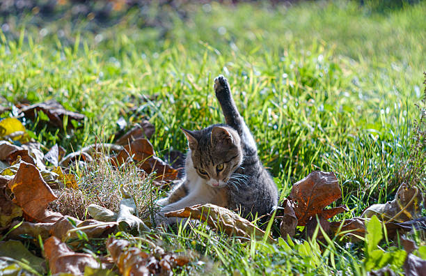 A gray cat is licking its paws on the grass