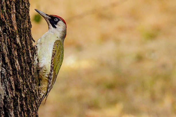 European green woodpecker