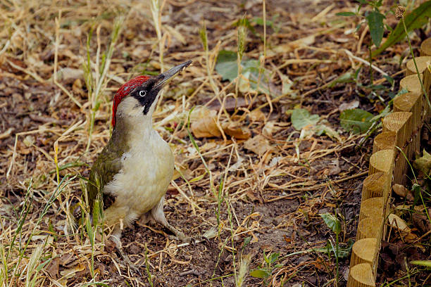 European green woodpecker