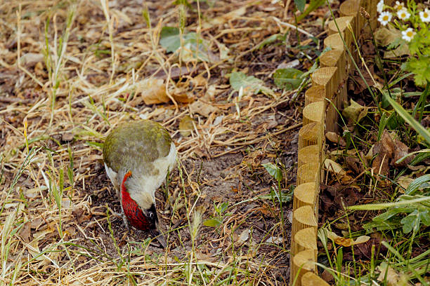 European green woodpecker