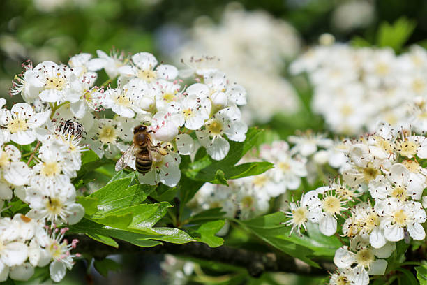 istock A bee collects nectar from numerous white hawthorn flowers, blooming abundantly on branches against a blurred green background, creating a dynamic, vibrant scene. 2222128969