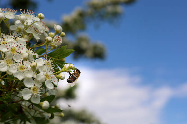 A bee actively collects nectar from delicate white flowers on a branch under a bright blue sky with light clouds. This macro shot captures an important moment of pollination and the harmony between insects and the blooming nature of Ukraine.