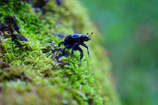 A glossy black beetle crawls on dense green moss, creating a macro shot of wildlife that highlights nature's textures. This detailed scene is ideal for illustrating themes related to insects, forests, biodiversity, and natural ecosystems.