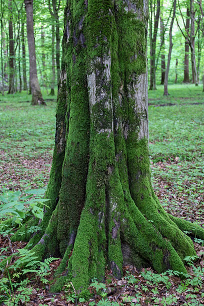 A majestic tree trunk, thickly covered with vibrant green moss, stands in a forest filled with light and tranquility. This natural scene is ideal for illustrating themes related to forests, biodiversity, ecology, and the beauty of wildlife.