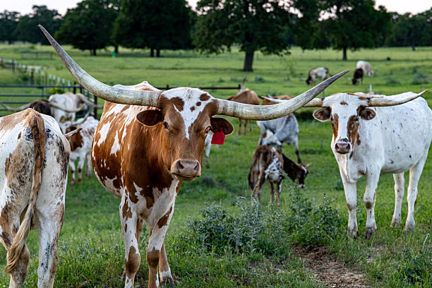 istock Texas Longhorn Cattle in Herd  Front-Facing Portrait with Red Ear Tag 2222131294