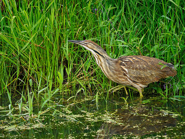 istock American Bittern Walking Wetland Pond Washington State 2222131510