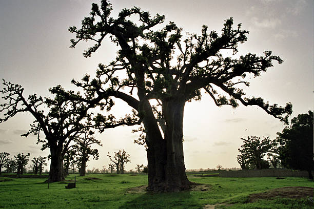 huge baobab tree in the land of senegal
