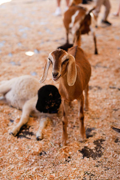 istock Petting Zoo with goats at the fair 2222135666