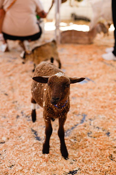 Goats in petting zoo at the fair with children